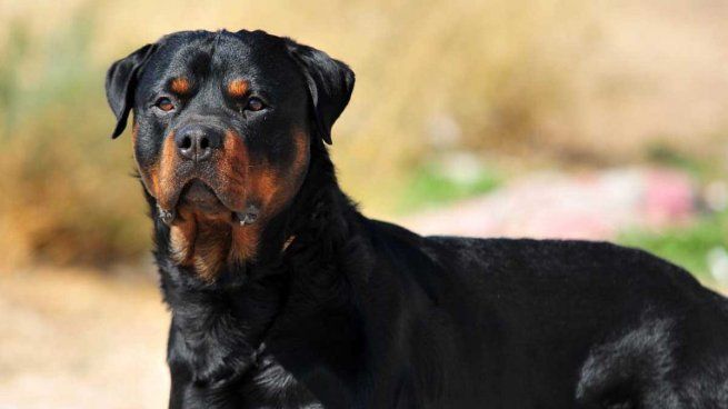 rottweiler-1200x675.jpg