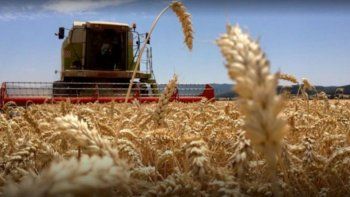 el gobierno preve que en un mes ingresaran u$s 5.600 millones por exportaciones de trigo y cebada