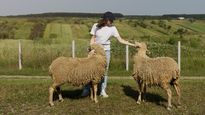 Alquilar cabras para que se coman la maleza de tu jardín y te dejen abono: el insólito invento que hoy factura millones de dólares
