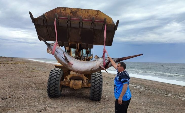 El pez muerto fue rescatado de la costa de Chubut para someterlo a diferentes análisis e investigaciones.