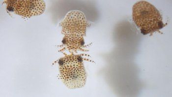 Los calamares tienen un sistema inmunológico muy similar al de los humanos.