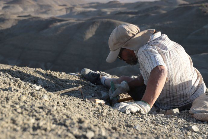 Paleontólogos e investigadores identificaron una nueva especie de dinosaurio carnívoro, Koleken inakayali.