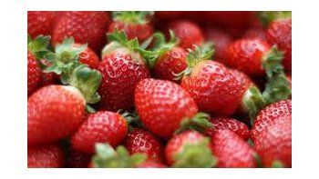 Logran extender vida útil de las frutillas