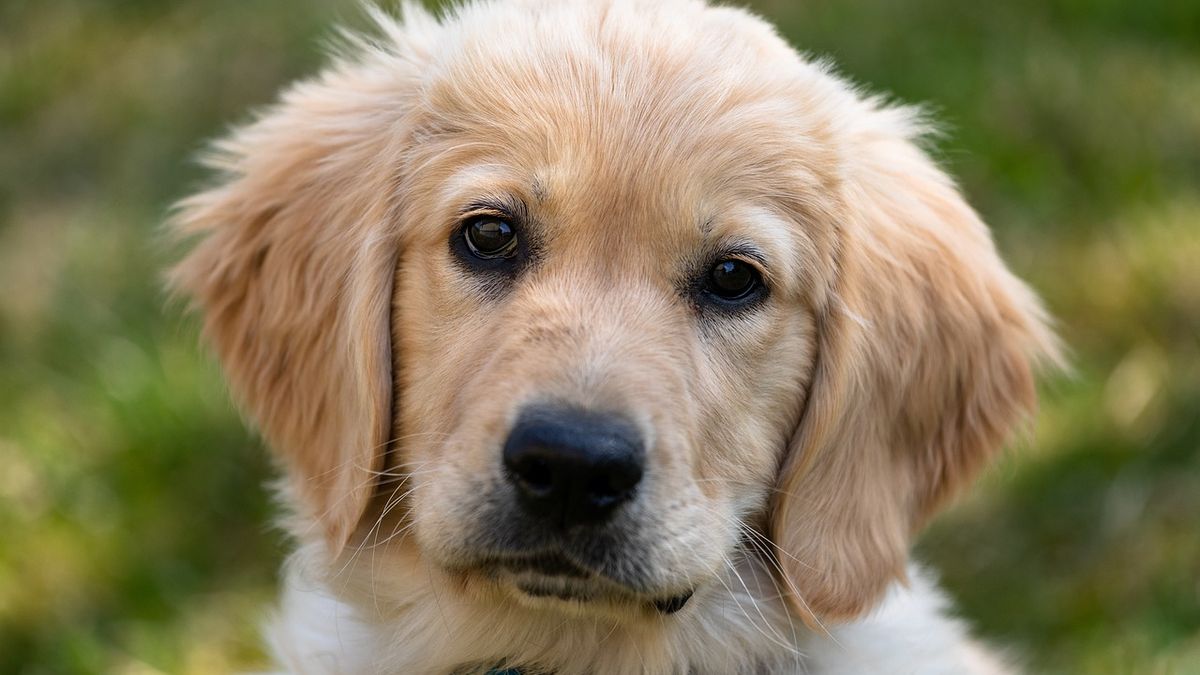 Million-dollar inventions: they create an algorithm that can translate dog barking with AI