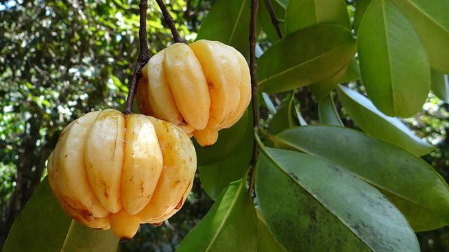 La fruta también es reconocida por sus propiedades energizantes, ayudando a prevenir el agotamiento durante el ejercicio.