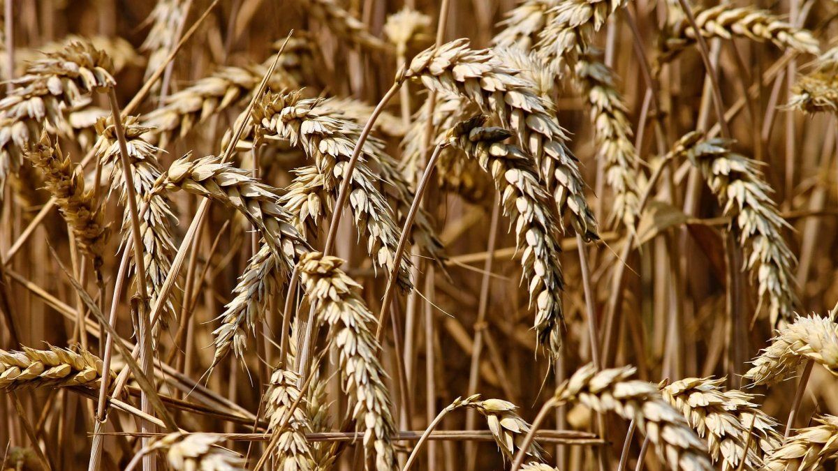 Key to the field: grains maintain an upward trend due to adverse global weather