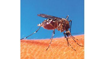 Se sabrá hoy si hay en Buenos Aires casos de dengue autóctono
