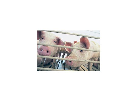 China tiene alrededor de 200.000 toneladas de cerdo en sus reservas. La producción anual de carne es de unos 80 millones de toneladas, incluyendo 50 millones de toneladas de cerdo.
