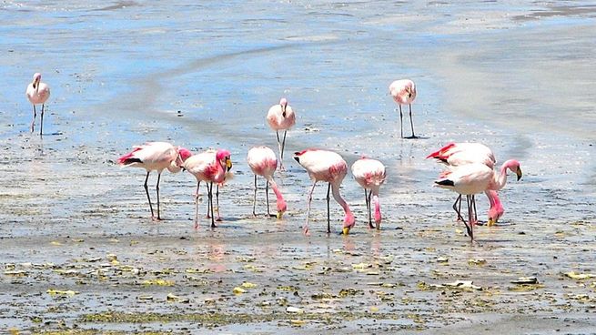 BBC eligió a Uruguay como uno de los 20 mejores lugares para visitar en 2026, con una mención especial a la presencia de flamencos en la costa.