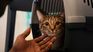 How to pet your cat and really enjoy it. How to pet your cat and really enjoy it.