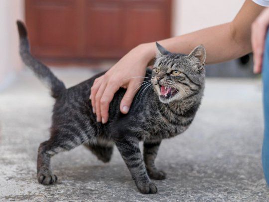 Gato. 