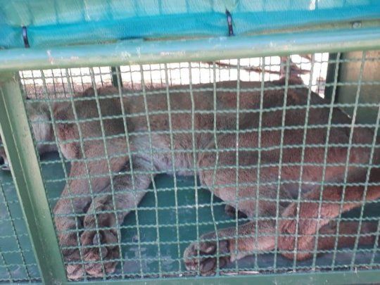 El animal fue sedado con dardos tranquilizantes disparados por un tirador especializado.
