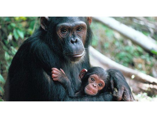 Los seres humanos son capaces de adivinar si los chimpancés se defienden o están felices, entre otros estados.
