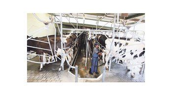 El sector lechero generará ingresos por $ 36 mil millones, estimando una producción de 10 mil millones de litros de leche para esta temporada.
