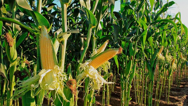 The fort of the corn harvest in the north takes place between July and August, so its producers will not be able to benefit from the decline in retentions. The fort of the corn harvest in the north takes place between July and August, so its producers will not be able to benefit from the decline in retentions.