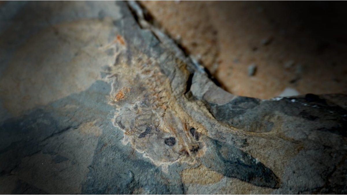 CONICET found the oldest tadpole fossil in the world in Argentina: it lived 165 million years ago