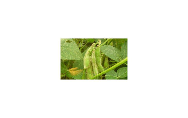 Estiman que la cosecha de soja no superaría 37 millones de toneladas