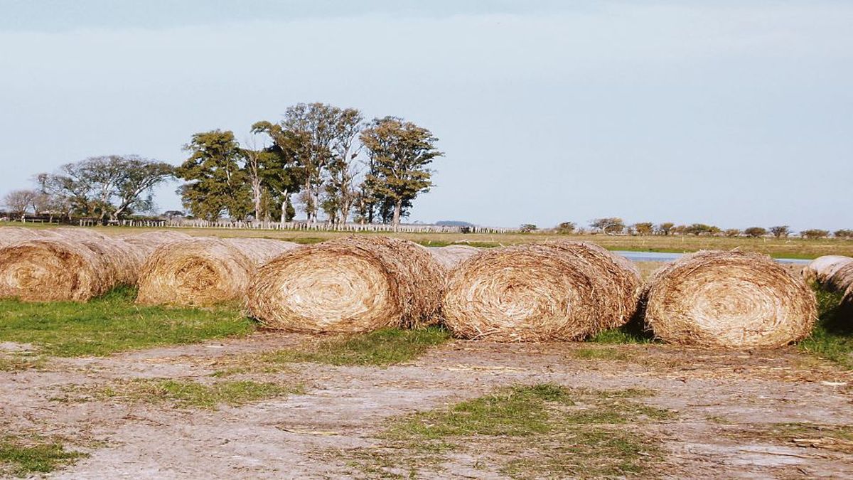 Forrajes: la clave está en obtener la mayor cantidad de nutrientes