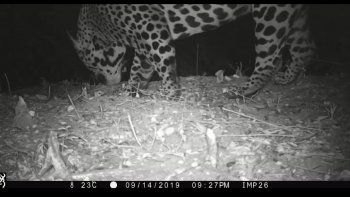 Inédito: por primera lograron fotografiar a un yaguareté en El Impenetrable.