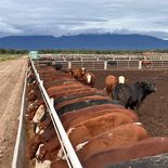 Feedlot salteño con tecnología de punta ubicado en Campo Santo. Feedlot salteño con tecnología de punta ubicado en Campo Santo.