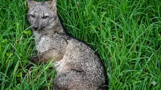 El cachorro fue hallado en la banquina de la avenida. Marcos Briolini. El cachorro fue hallado en la banquina de la avenida. Marcos Briolini.