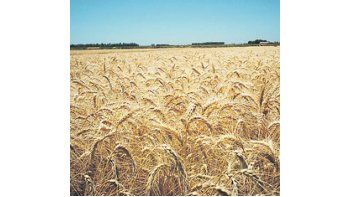 El cultivo de trigo presenta excelentes rindes en la zona núcleo. Los picos de rendimiento en Marcos Juárez son cercanos a los 70 quintales por hectárea.