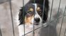 cryptocurrency project saves animals globally cryptocurrency project saves animals globally