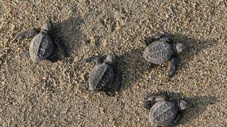 Una playa de Bali devuelve al océano tortugas en peligro de extinción
