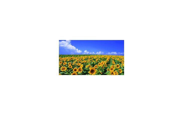 Destacan buena rentabilidad del girasol