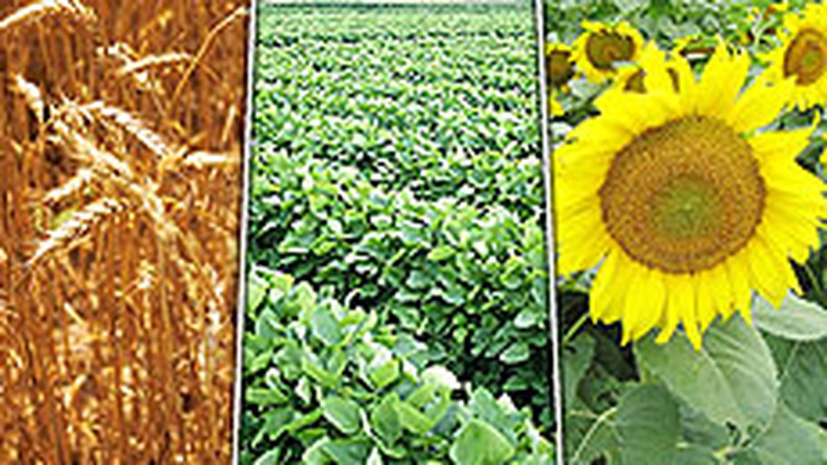 Importantes subas en soja, trigo y girasol durante 2007