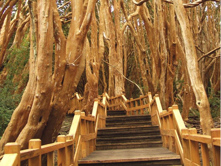 Verano 2023 en Bariloche ¿Cuánto sale ir al Bosque de Arrayanes?