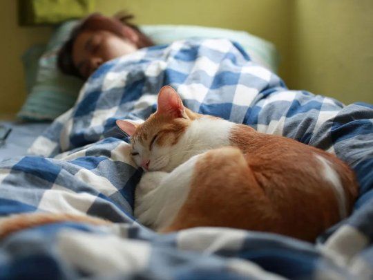 Gato.