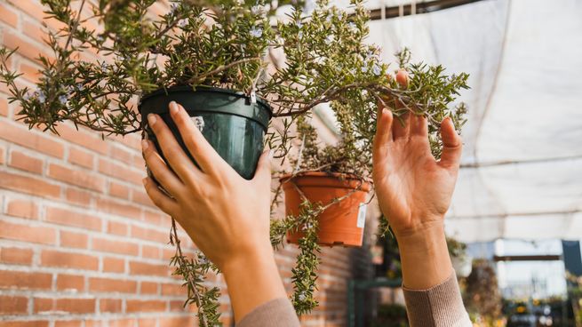 Cómo decorar tu balcón con plantas