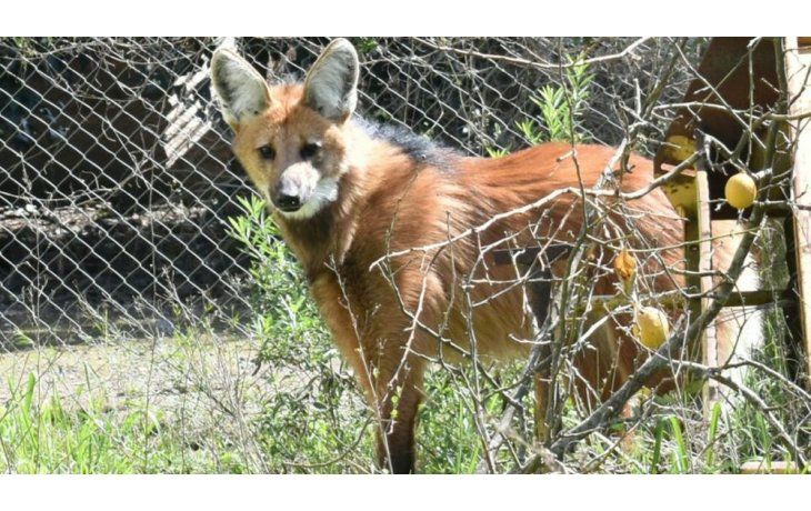 El ejemplar pertenece a una especie amenazada y fue encontrado en la localidad bonaerense de Pérez Millán