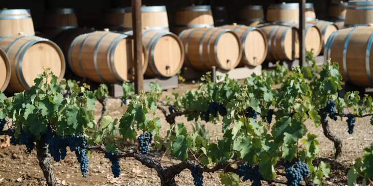 Parte del mundo del vino pide que no se eliminen todas las regulaciones del sector. Parte del mundo del vino pide que no se eliminen todas las regulaciones del sector.