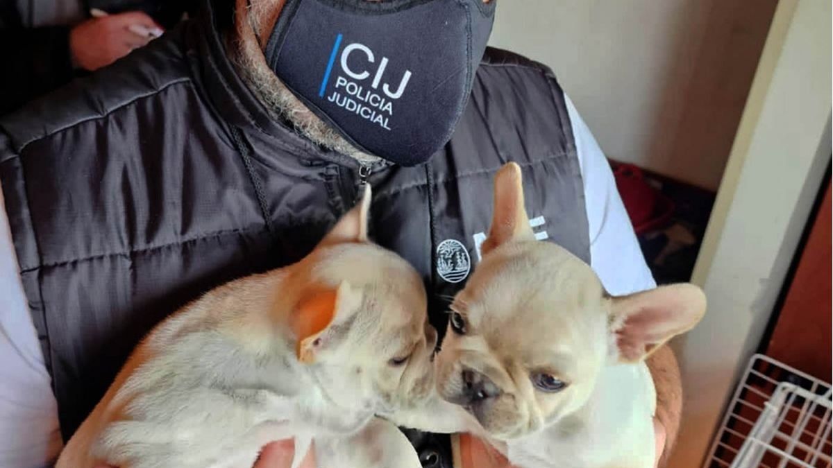Parque Chas: clausuraron un criadero ilegal con 22 perros en "pésimo estado de salud"