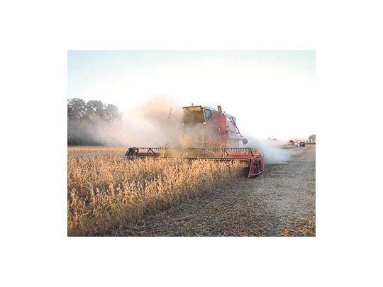 El USDA redujo su proyección de soja argentina en 1,5 millón de toneladas, con una nueva estimación de 51,5 millones de toneladas que aún resulta elevada para la mayoría de los operadores locales.