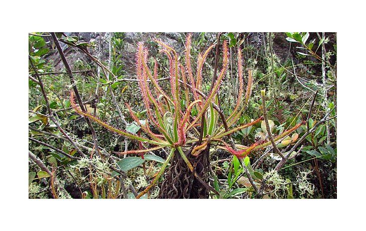 Drosera magnífica, una planta descubierta gracias a Facebook que solo vive en la cumbre de una montaña.
