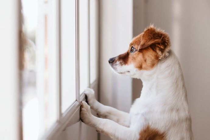 El proyecto de ley que endureci&oacute; las penas contra el maltrato animal surgi&oacute; precisamente del incremento de casos en los que se violaban los derechos de los animales.&nbsp;