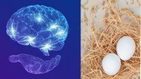 el cerebro y los testiculos comparten cosas en comun: ¿de que se trata este nuevo descubrimiento?