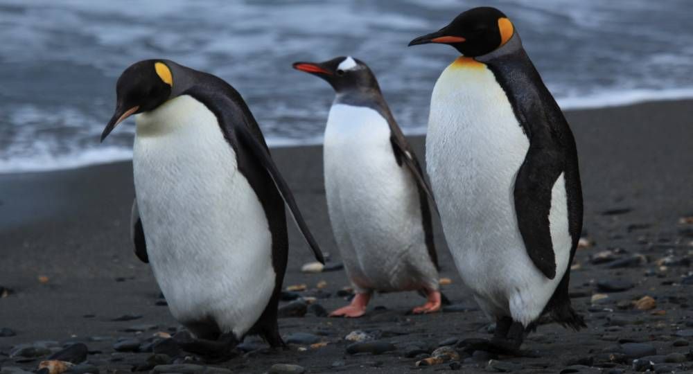 Preocupación En El Mundo Más De La Mitad De Los Pingüinos Está En