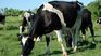 The government signed an agreement to promote the sustainability of the dairy sector. The government signed an agreement to promote the sustainability of the dairy sector.