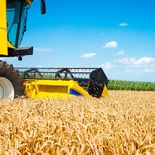 La Secretaría de Agricultura calcula la producción de trigo de este año en 8,3 millones de toneladas, cifra que remonta el cultivo al mismo volumen alcanzado 27 años atrás. La Secretaría de Agricultura calcula la producción de trigo de este año en 8,3 millones de toneladas, cifra que remonta el cultivo al mismo volumen alcanzado 27 años atrás.