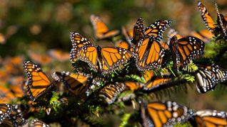 La importancia de las mariposas Monarca en México. La importancia de las mariposas Monarca en México.