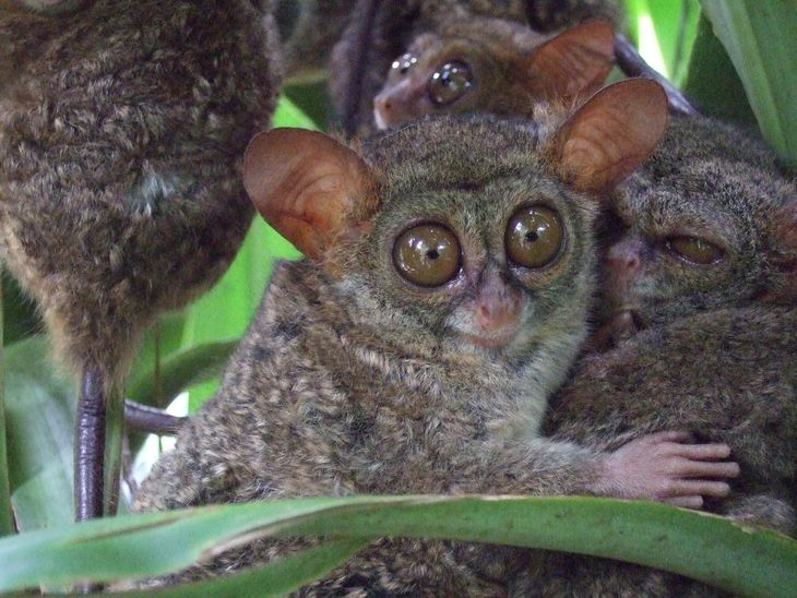The Tarsero is a real species that lives in the Philippines. The Tarsero is a real species that lives in the Philippines.