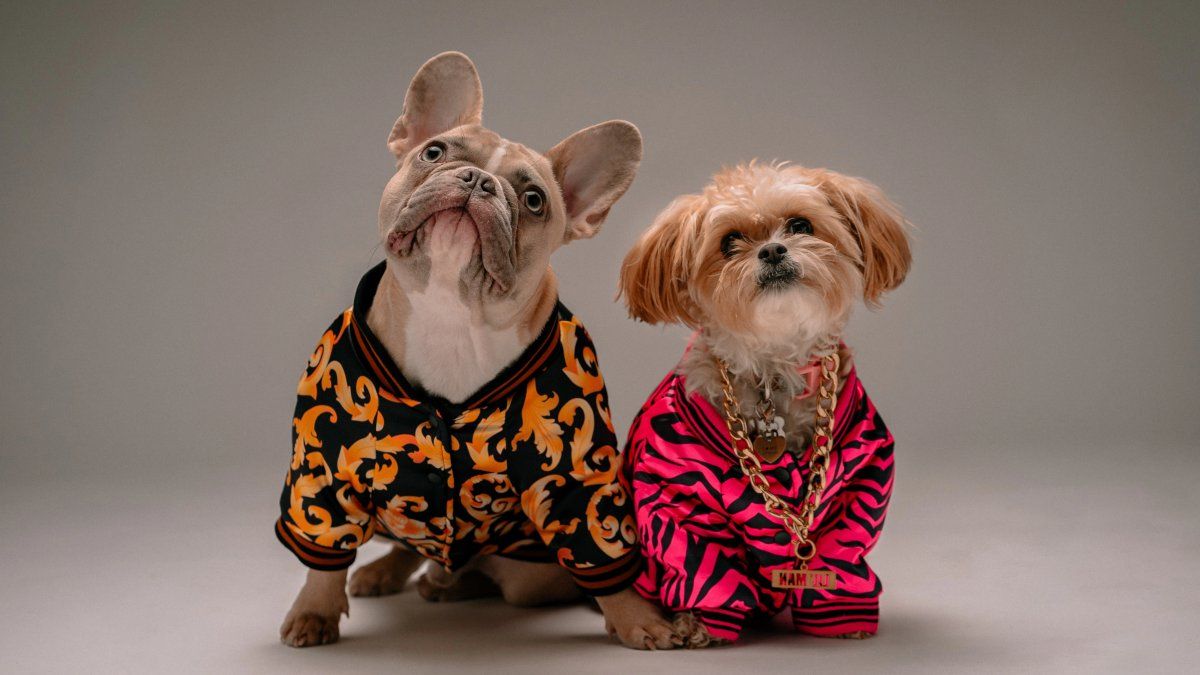Pet luxury clothes? These designer brands already have their own Pet Friendly line