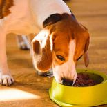 La frecuencia y el horario correcto son dos factores que influyen de manera directa en la alimentación y el comportamiento de un perro. La frecuencia y el horario correcto son dos factores que influyen de manera directa en la alimentación y el comportamiento de un perro.