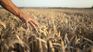 Wheat production in Uruguay marked a historic milestone in the last harvest, reaching a yield of 5,037 kilos per hectare