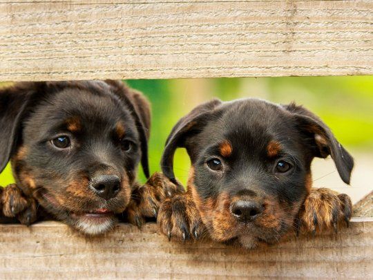 Los trucos claves para evitar que tu cachorro se porte mal