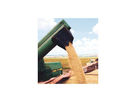La cosecha mundial de soja 2010/2011 alcanzaría 257,27 millones de toneladas, lo que superará la estimación del consumo, que sería de 253,8 millones, según la revista especializada Oil World.